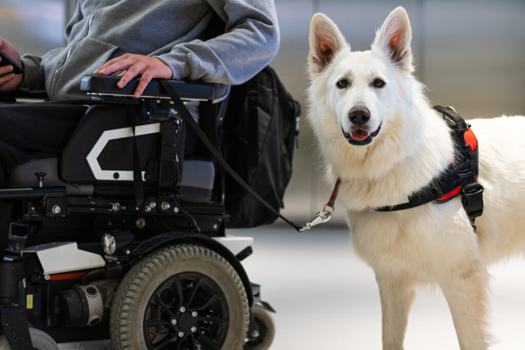 Man in wheelchair with service dog.